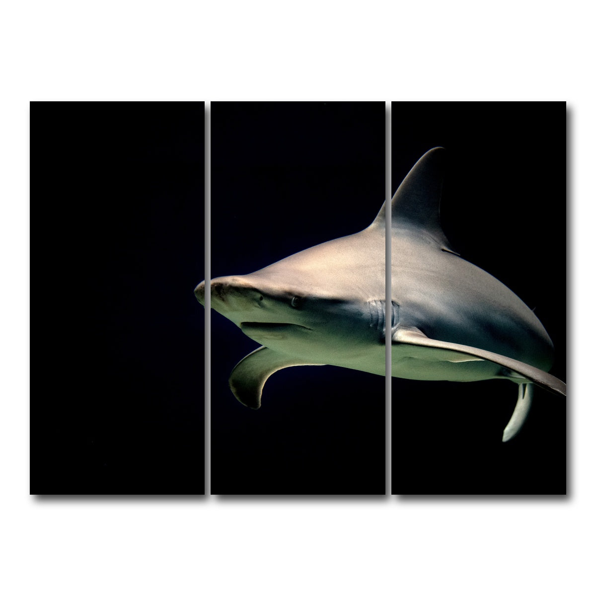 AUTO-MOCKUP WHITE | Bull Shark at night | 3 Piece | Gallery Wrap Canvas | group=8x18