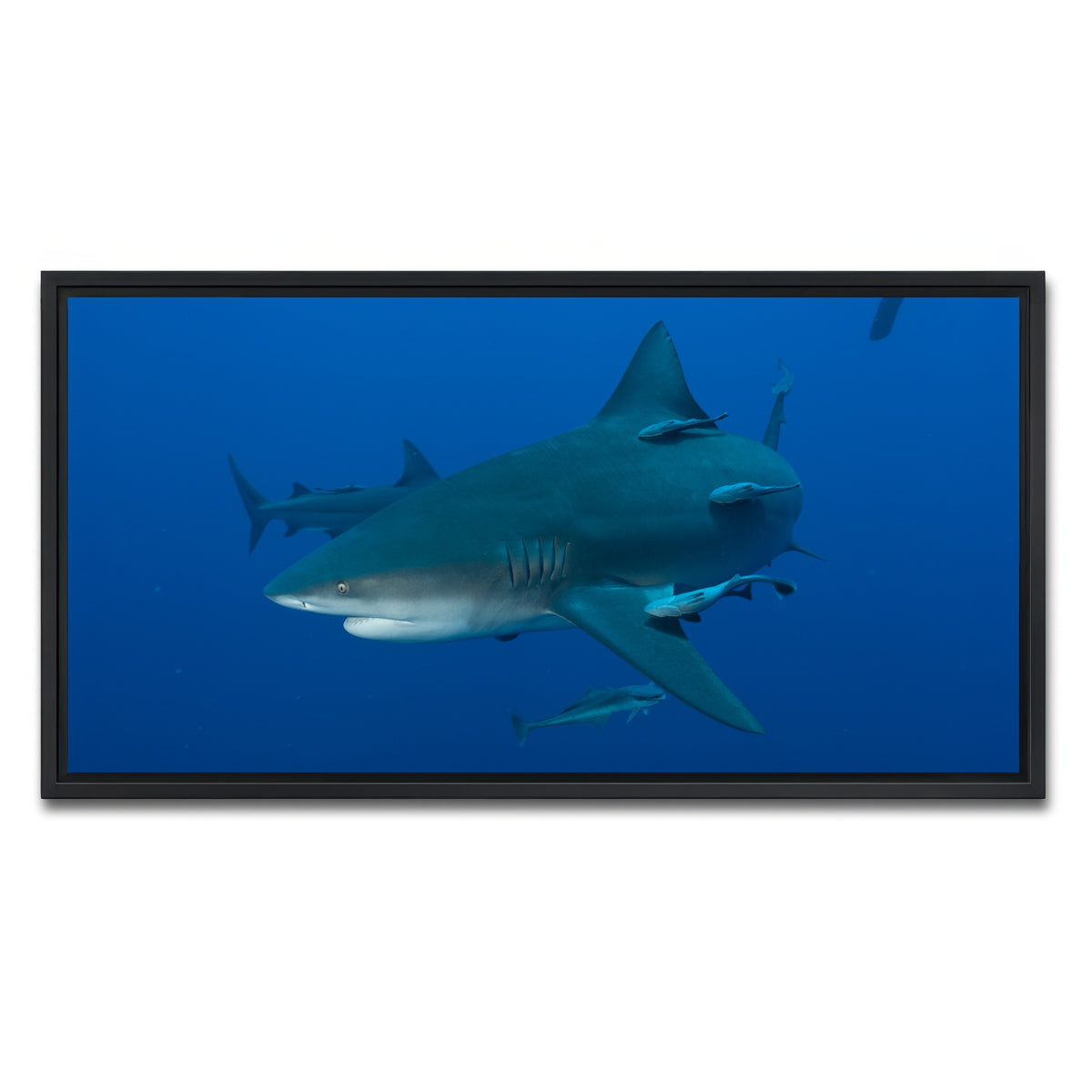 AUTO-MOCKUP WHITE | Bull shark and Remoras | 1 Piece | Black Framed Canvas | group=2x1