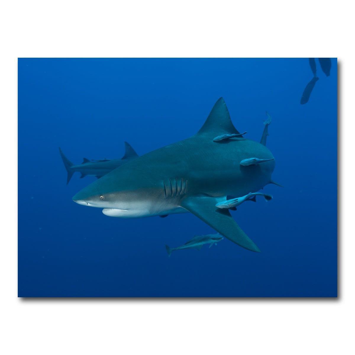 AUTO-MOCKUP WHITE | Bull shark and Remoras | 1 Piece | Gallery Wrap Canvas | group=4x3