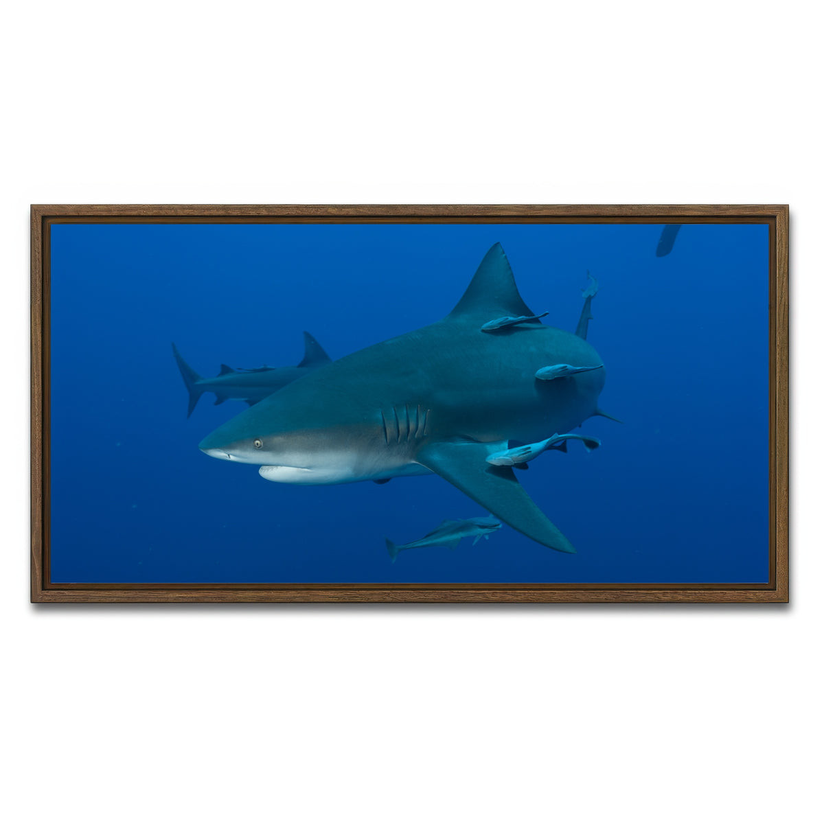 AUTO-MOCKUP WHITE | Bull shark and Remoras | 1 Piece | Walnut Framed Canvas | group=2x1
