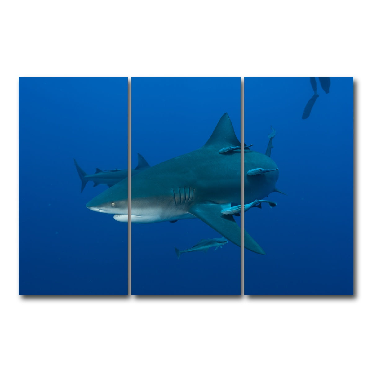 AUTO-MOCKUP WHITE | Bull shark and Remoras | 3 Piece | Gallery Wrap Canvas | group=12x24