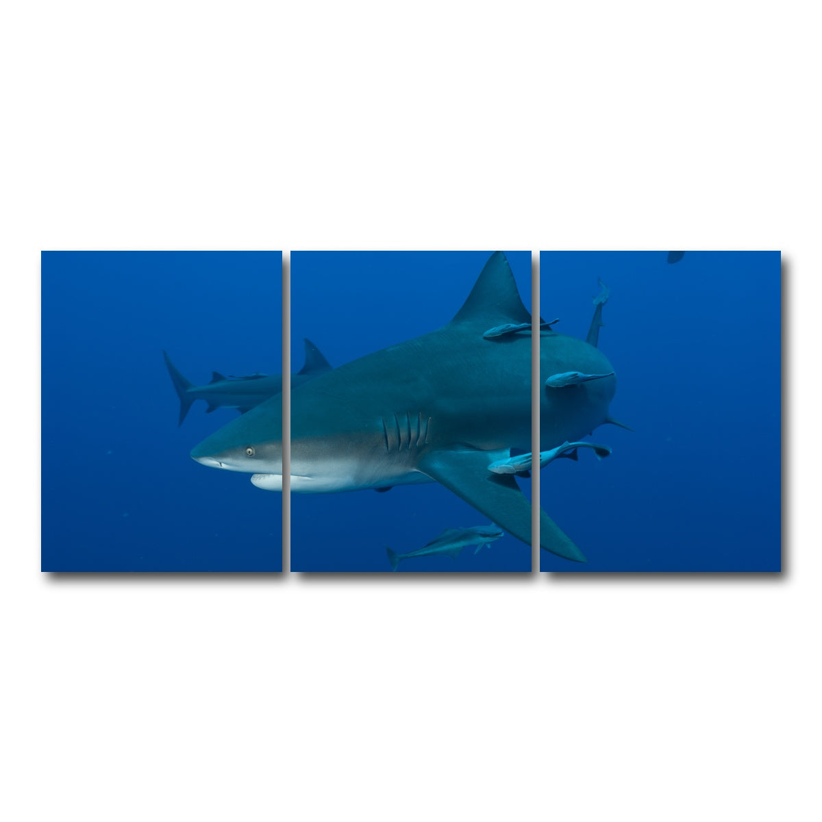 AUTO-MOCKUP WHITE | Bull shark and Remoras | 3 Piece | Gallery Wrap Canvas | group=18x24