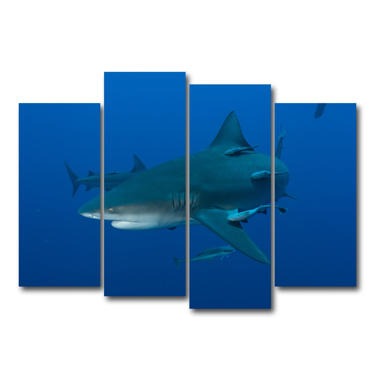 AUTO-MOCKUP WHITE | Bull shark and Remoras | 4 Piece | Gallery Wrap Canvas | group=4_normal