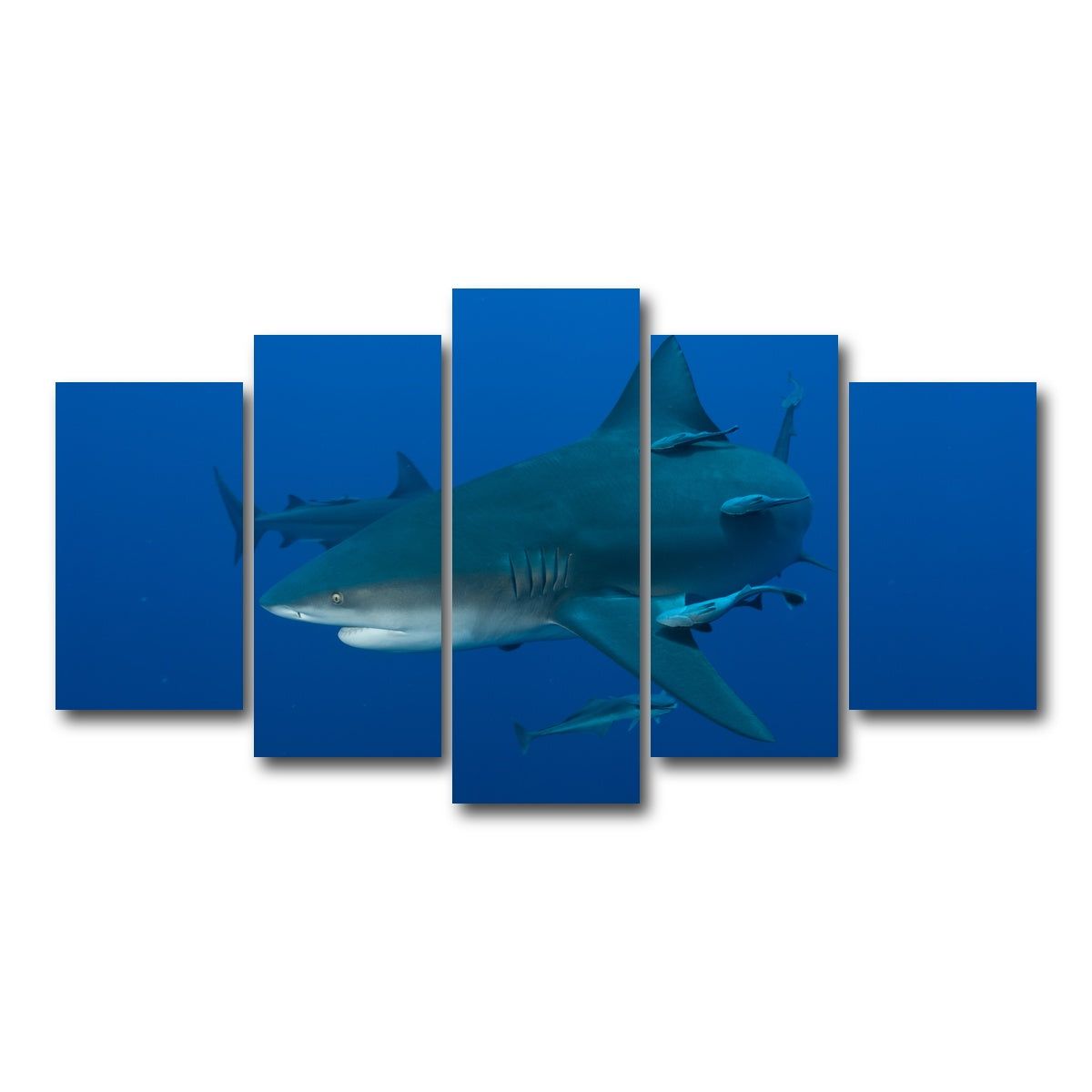 AUTO-MOCKUP WHITE | Bull shark and Remoras | 5 Piece | Gallery Wrap Canvas | group=5_normal
