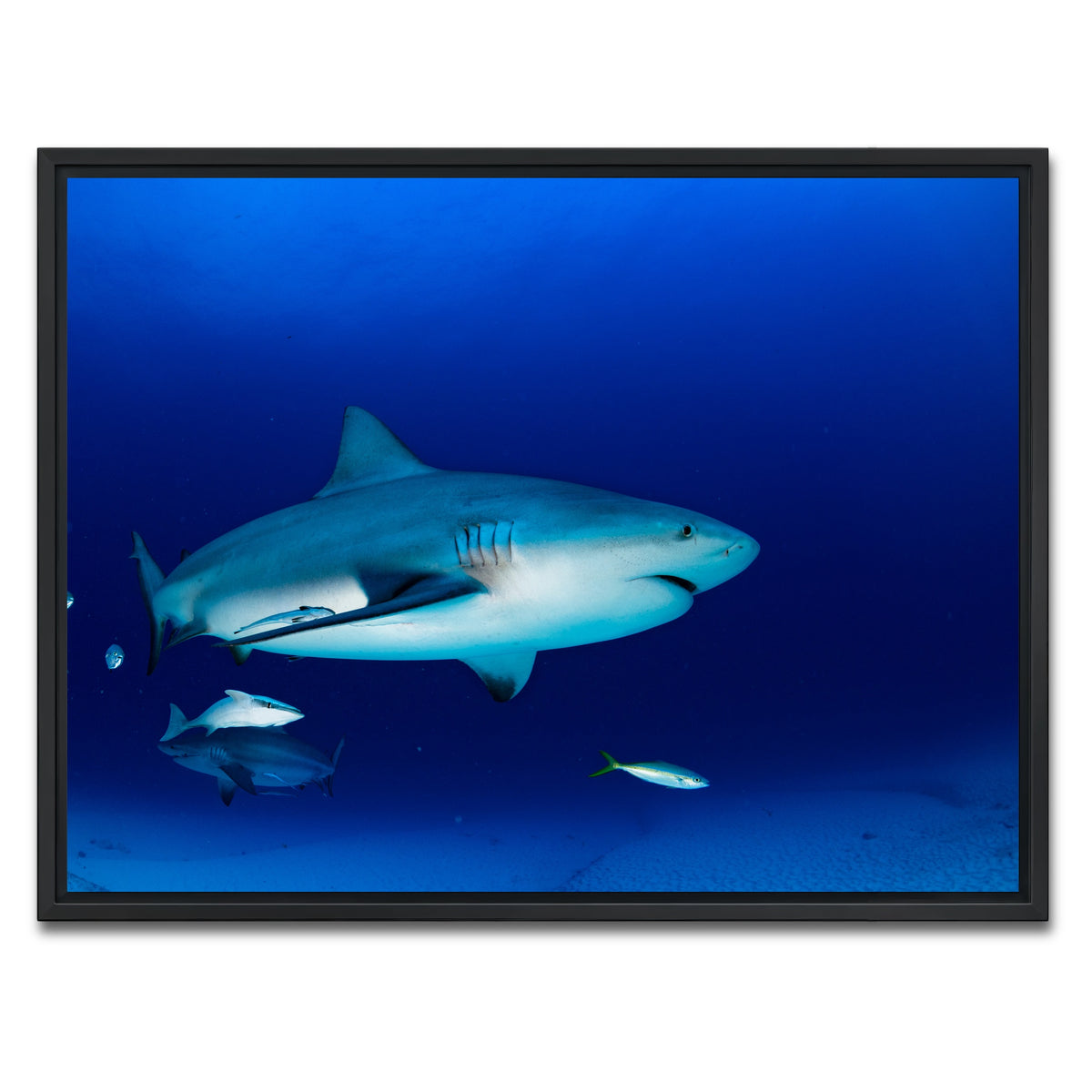 AUTO-MOCKUP WHITE | Bull shark in the blue ocean | 1 Piece | Black Framed Canvas | group=4x3