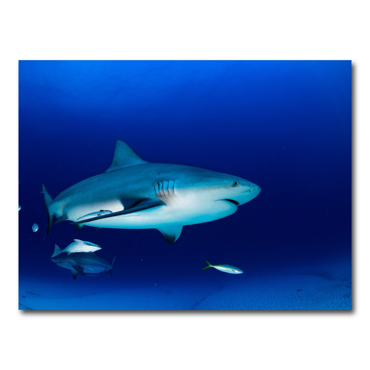 AUTO-MOCKUP WHITE | Bull shark in the blue ocean | 1 Piece | Gallery Wrap Canvas | group=4x3