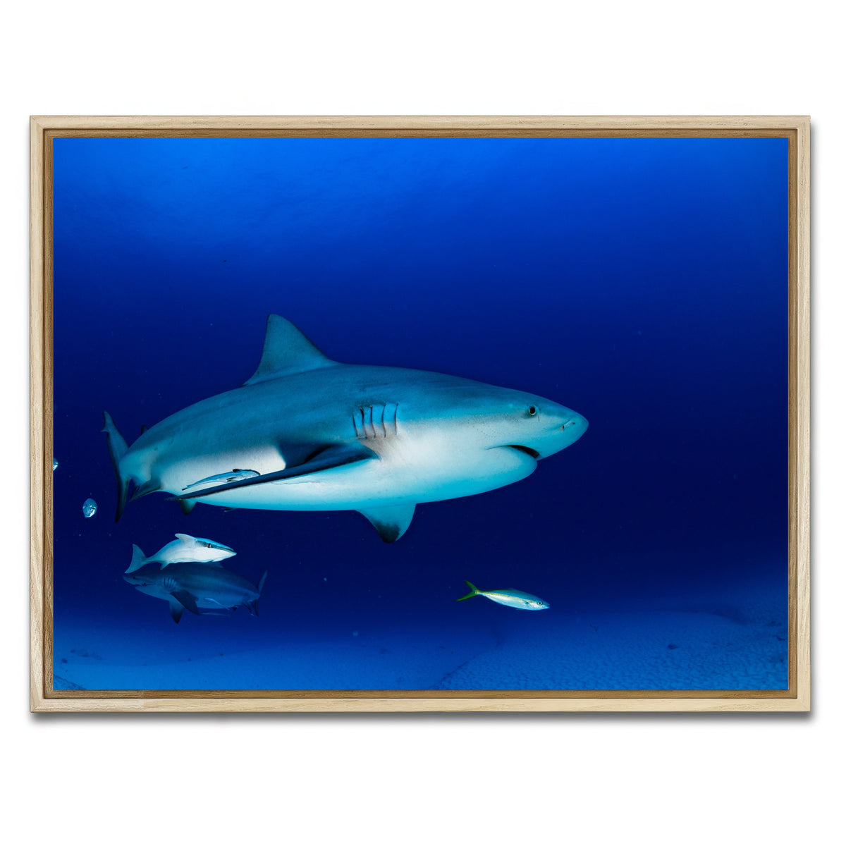 AUTO-MOCKUP WHITE | Bull shark in the blue ocean | 1 Piece | Natural Framed Canvas | group=4x3