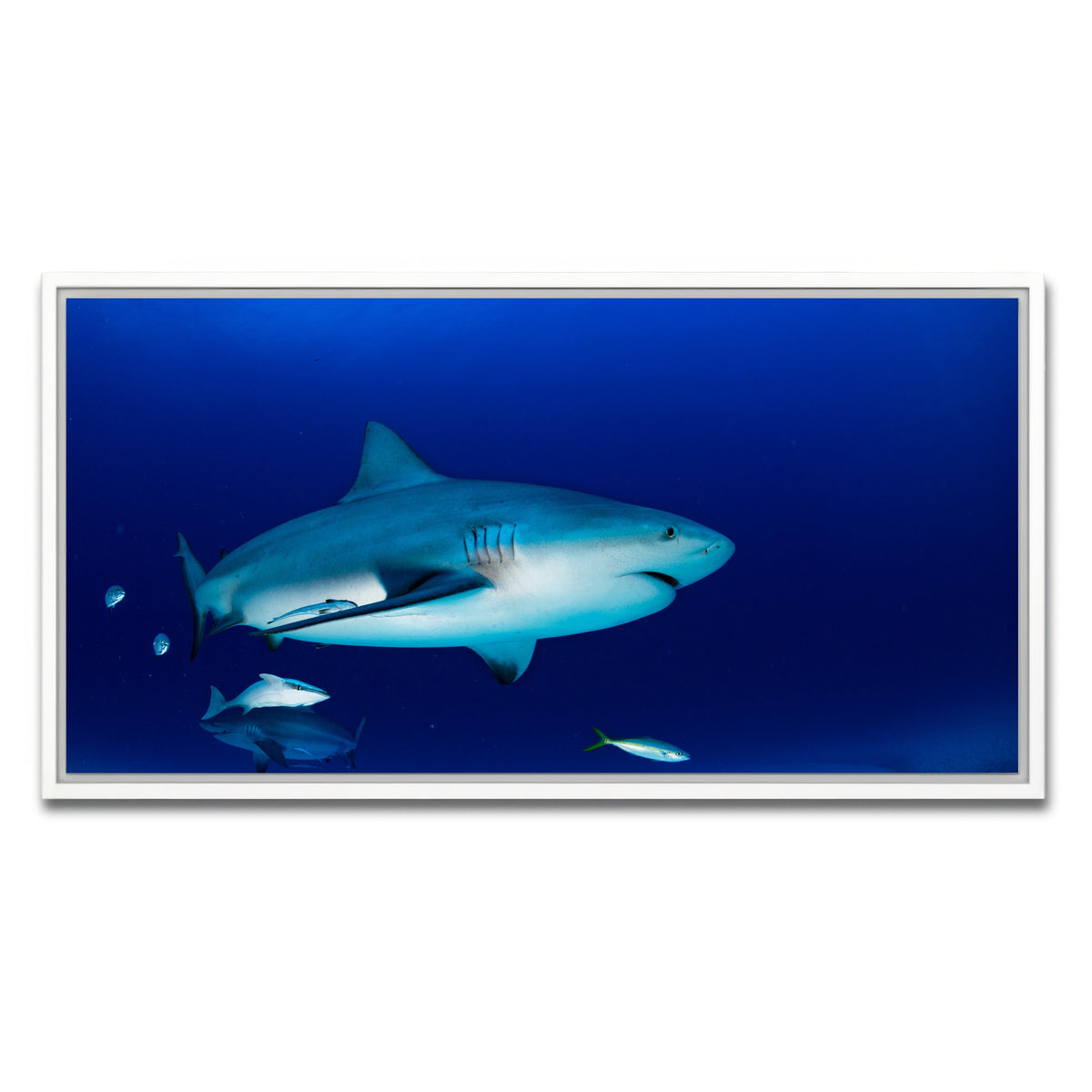 AUTO-MOCKUP WHITE | Bull shark in the blue ocean | 1 Piece | White Framed Canvas | group=2x1