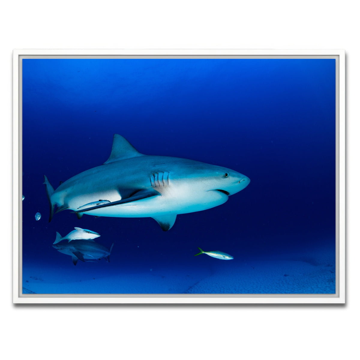 AUTO-MOCKUP WHITE | Bull shark in the blue ocean | 1 Piece | White Framed Canvas | group=4x3