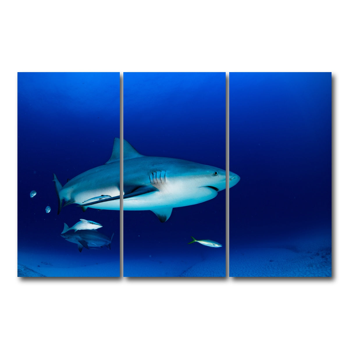AUTO-MOCKUP WHITE | Bull shark in the blue ocean | 3 Piece | Gallery Wrap Canvas | group=12x24