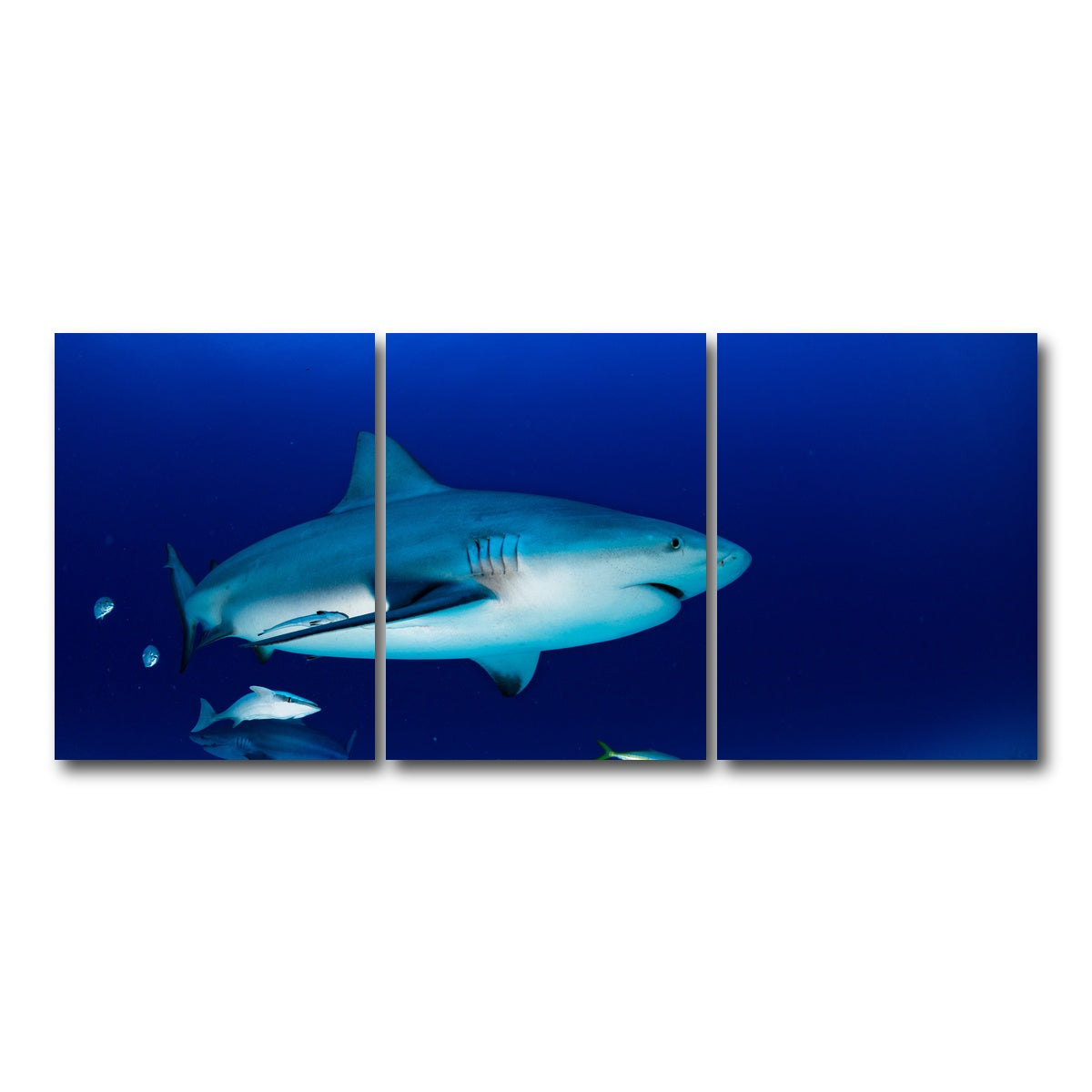 AUTO-MOCKUP WHITE | Bull shark in the blue ocean | 3 Piece | Gallery Wrap Canvas | group=18x24