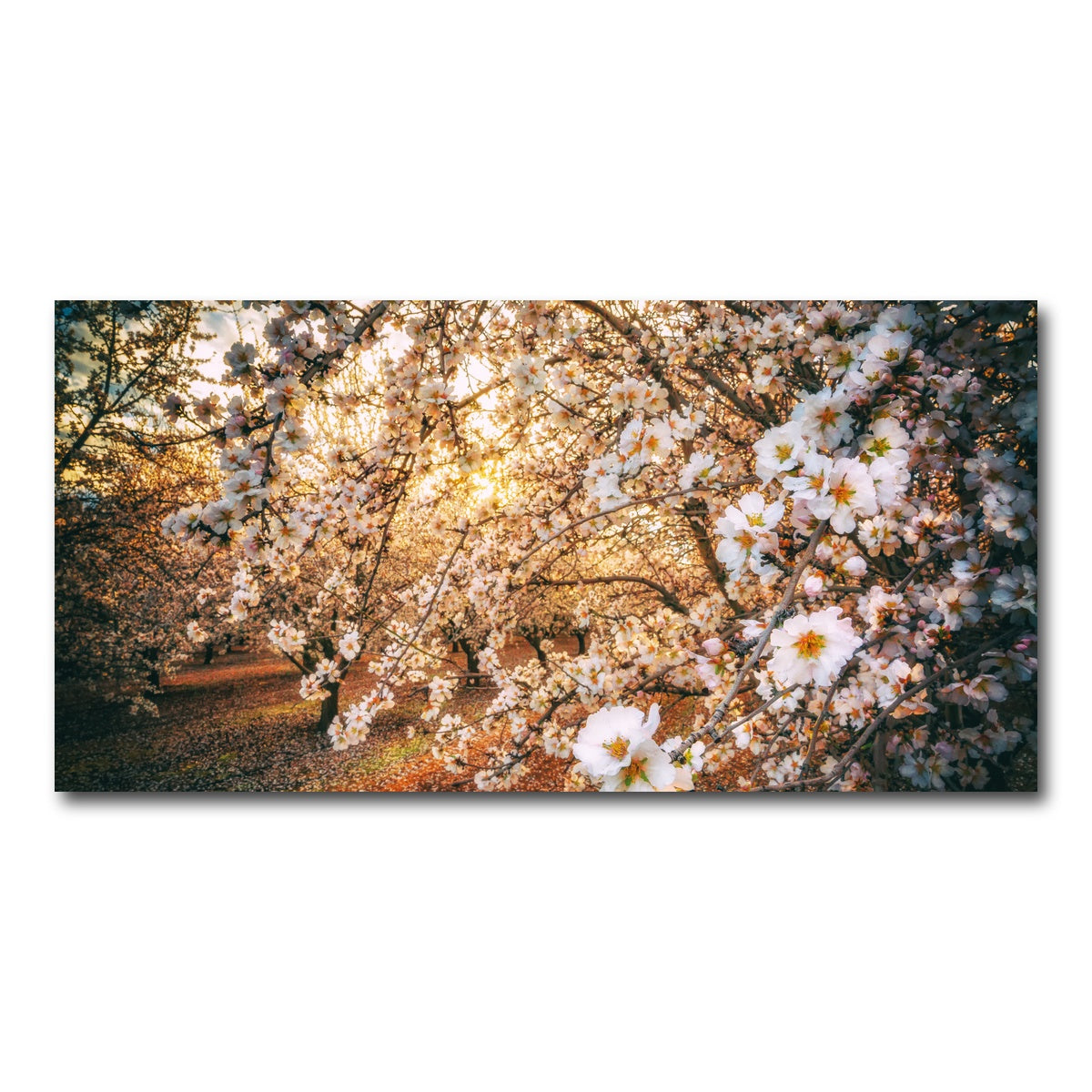 AUTO-MOCKUP WHITE | California Blossom Trail | 1 Piece | Gallery Wrap Canvas | group=2x1