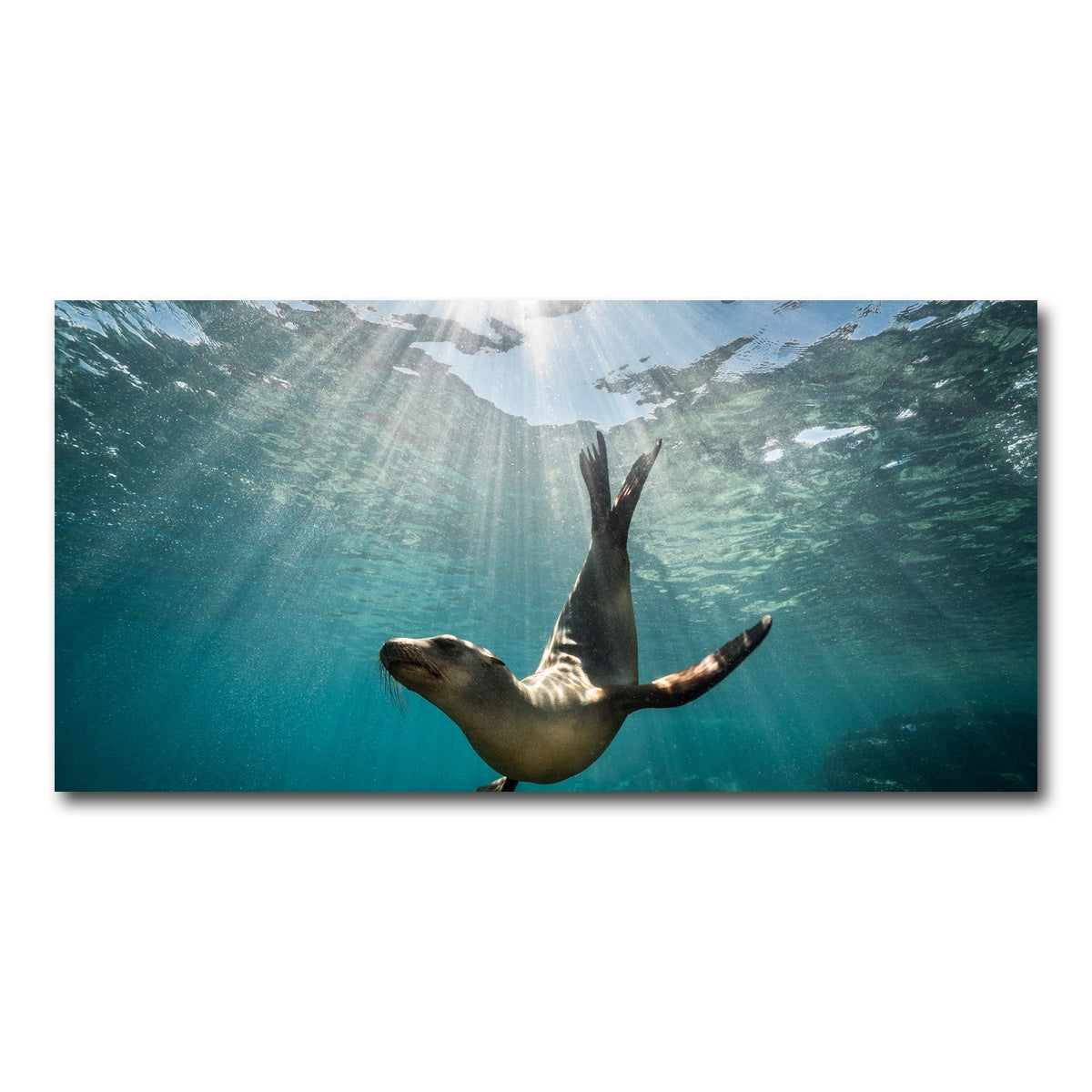 AUTO-MOCKUP WHITE | California Sea Lion | 1 Piece | Gallery Wrap Canvas | group=2x1