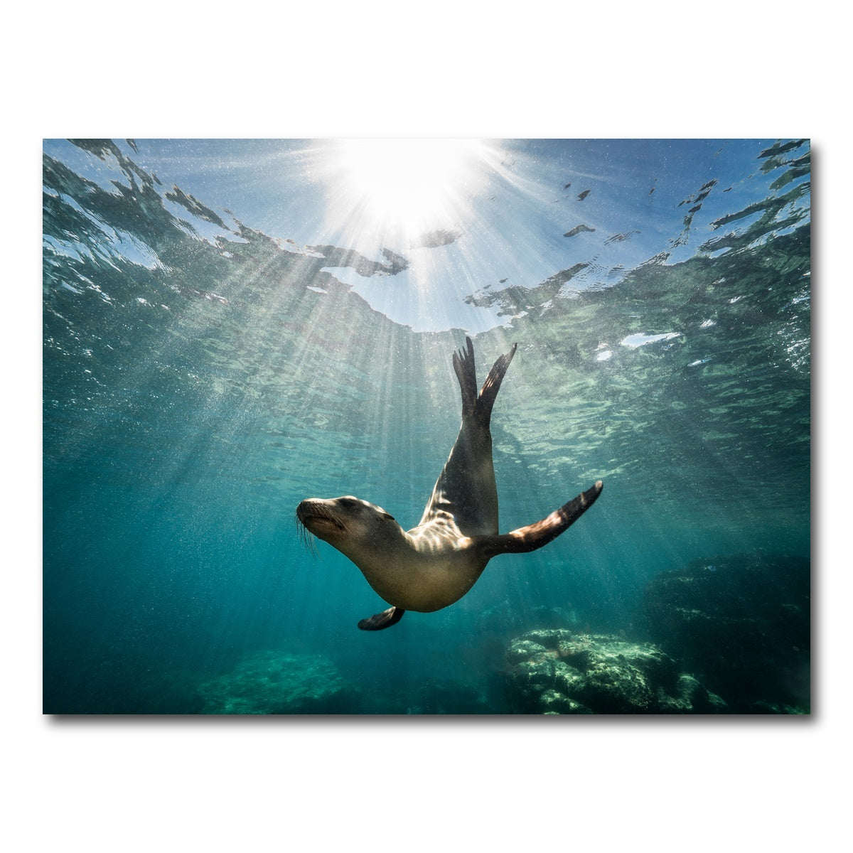 AUTO-MOCKUP WHITE | California Sea Lion | 1 Piece | Gallery Wrap Canvas | group=4x3