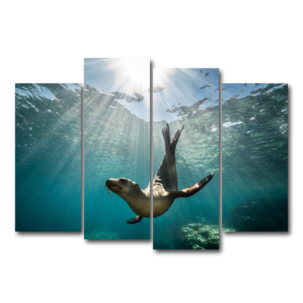 AUTO-MOCKUP WHITE | California Sea Lion | 4 Piece | Gallery Wrap Canvas | group=4_normal