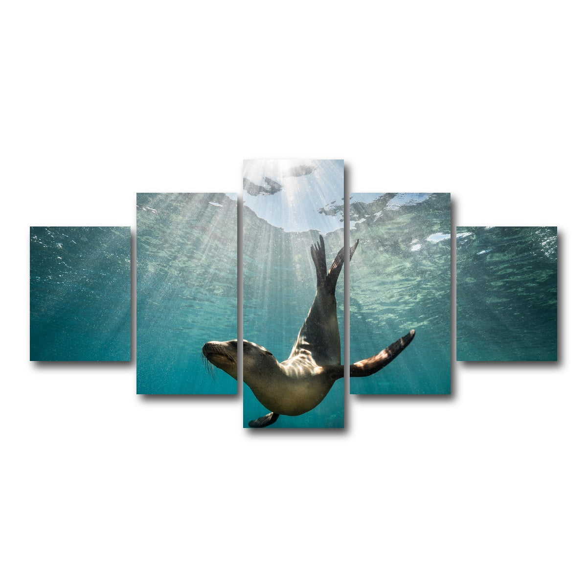 AUTO-MOCKUP WHITE | California Sea Lion | 5 Piece | Gallery Wrap Canvas | group=5_short