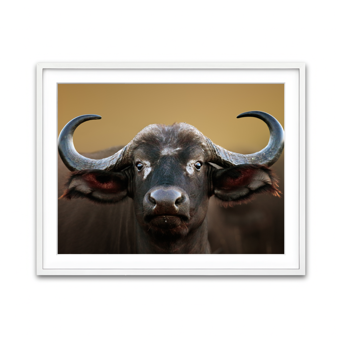 Framed Print 4x3 White