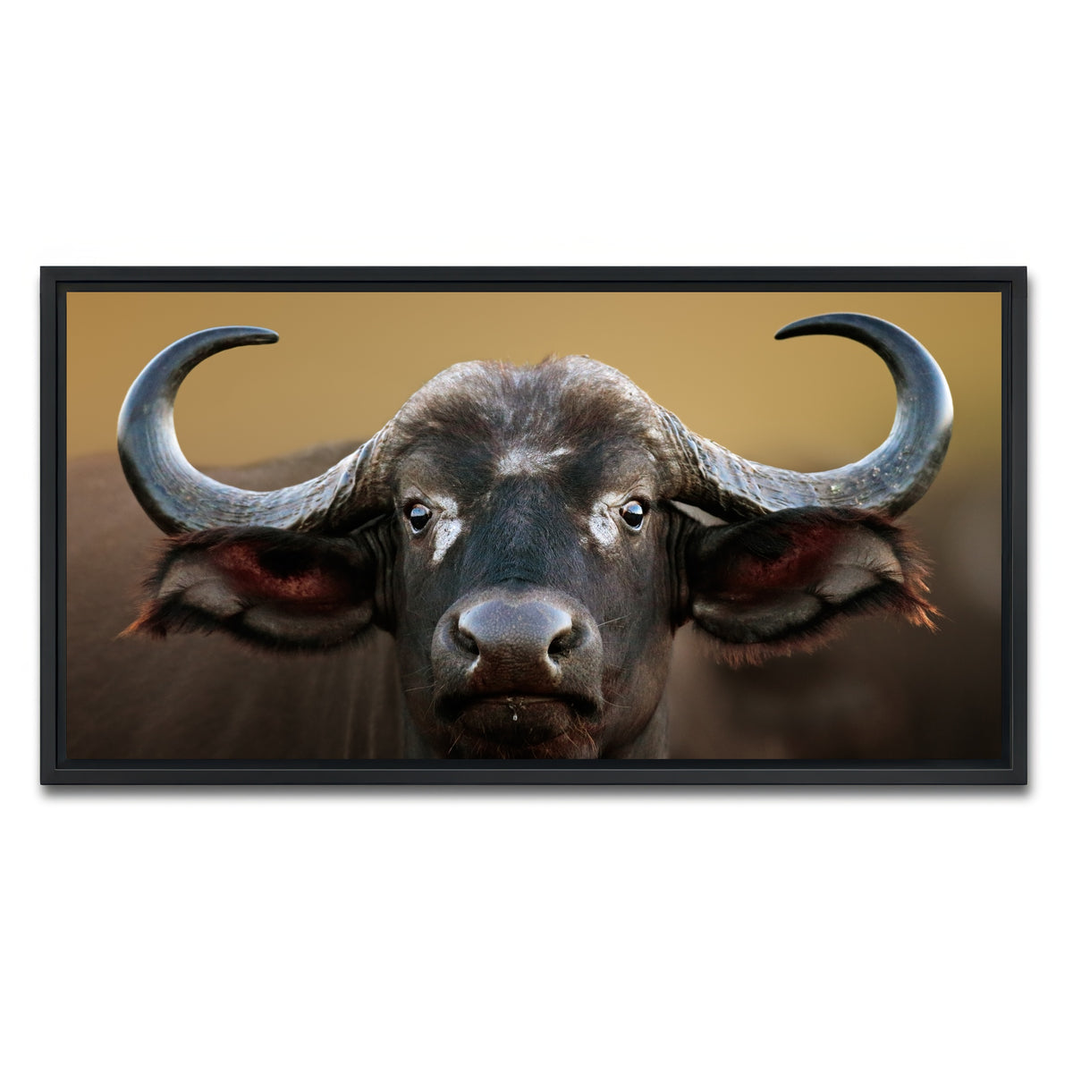AUTO-MOCKUP WHITE | Cape Buffalo - Kruger National Park | 1 Piece | Black Framed Canvas | group=2x1