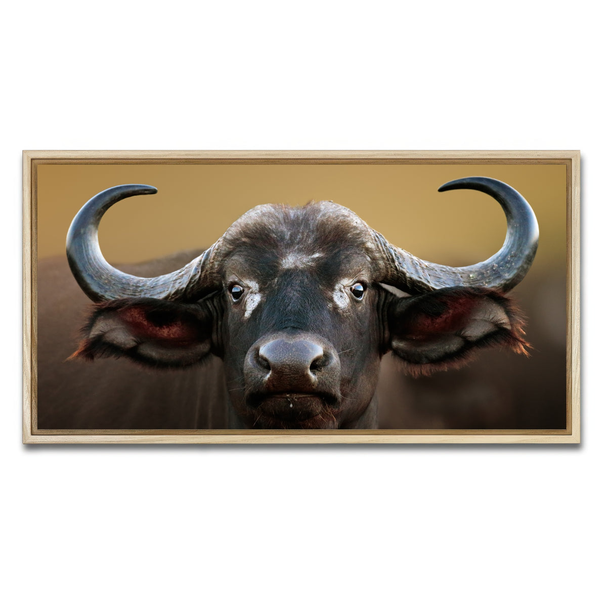 AUTO-MOCKUP WHITE | Cape Buffalo - Kruger National Park | 1 Piece | Natural Framed Canvas | group=2x1