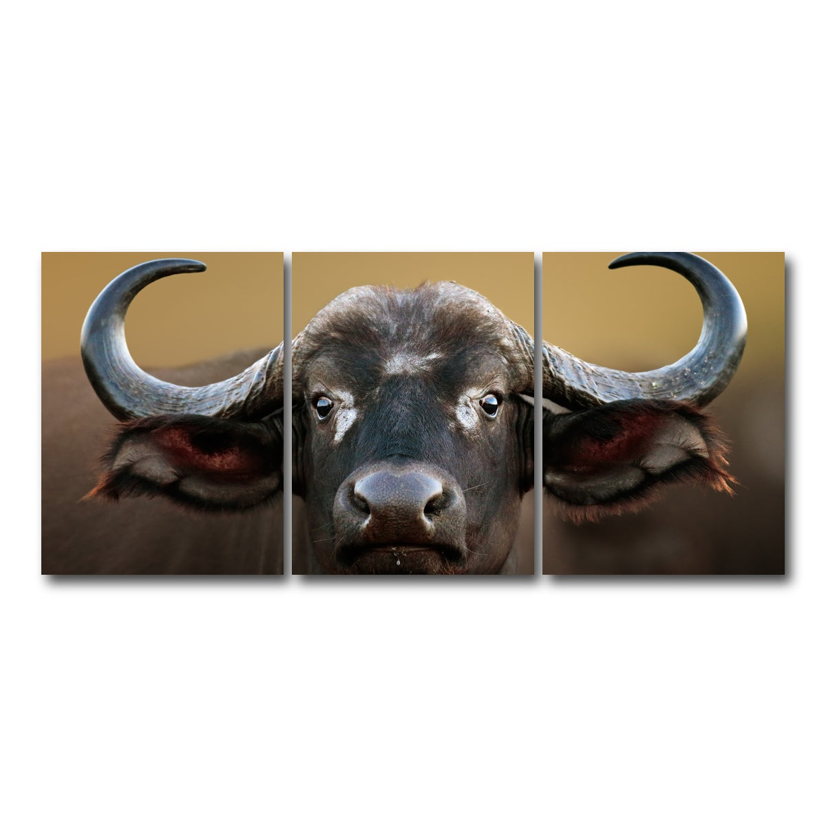 AUTO-MOCKUP WHITE | Cape Buffalo - Kruger National Park | 3 Piece | Gallery Wrap Canvas | group=18x24