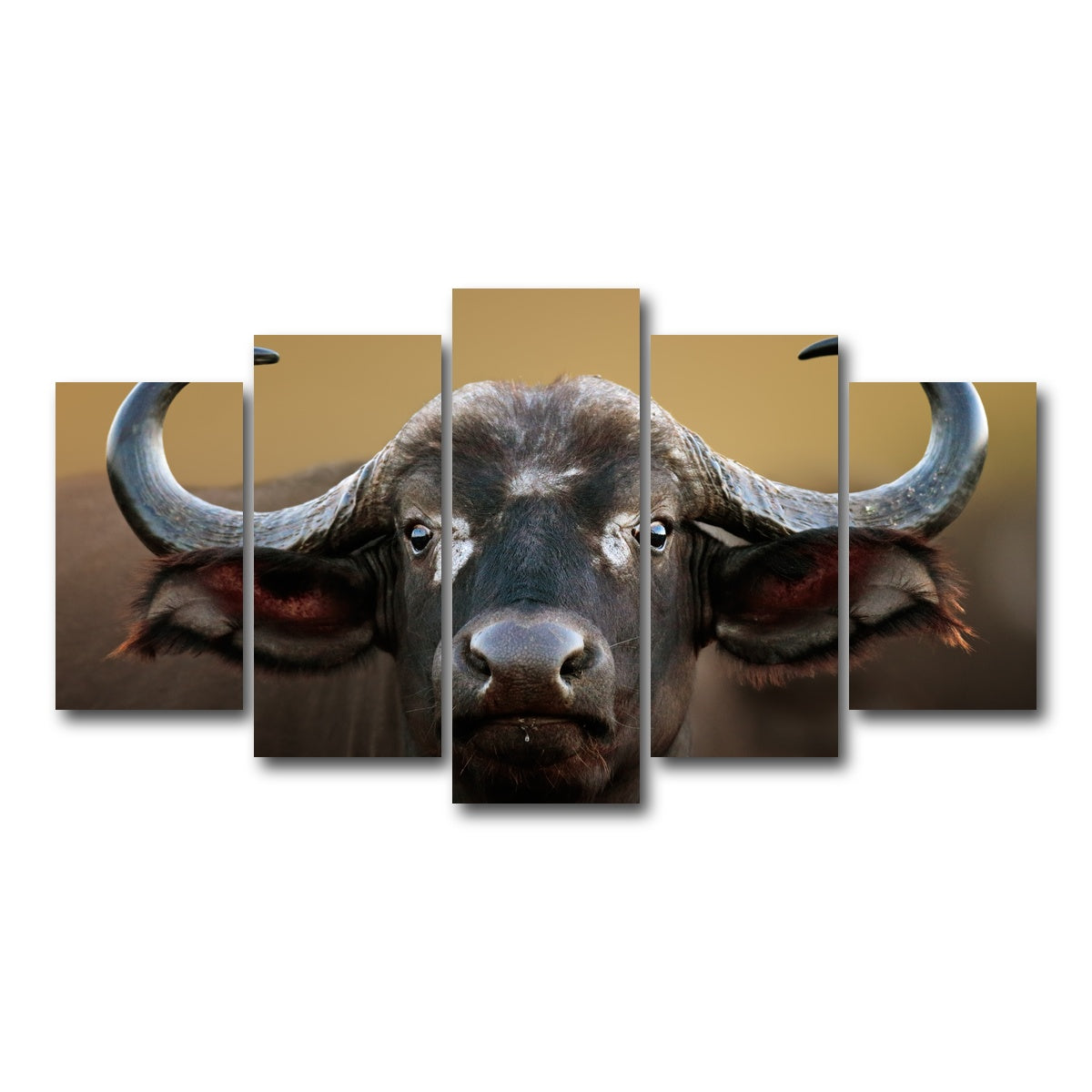 AUTO-MOCKUP WHITE | Cape Buffalo - Kruger National Park | 5 Piece | Gallery Wrap Canvas | group=5_normal