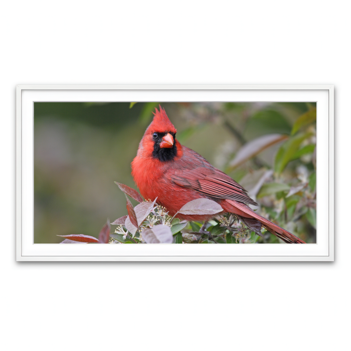 Framed Print 2x1 White