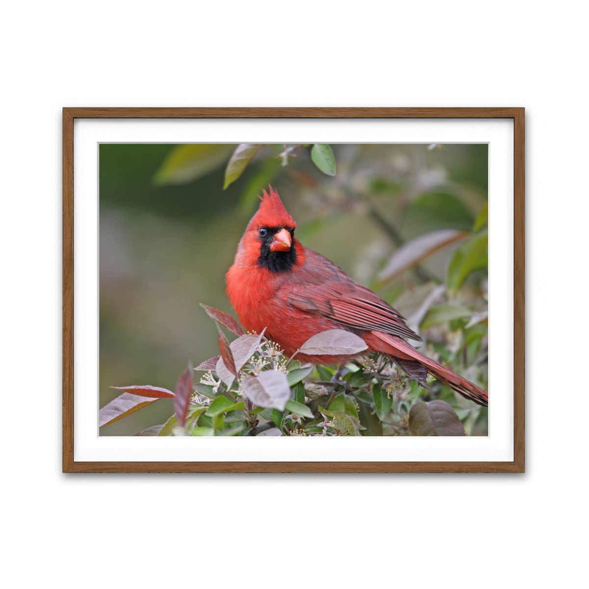 Framed Print 4x3 Walnut