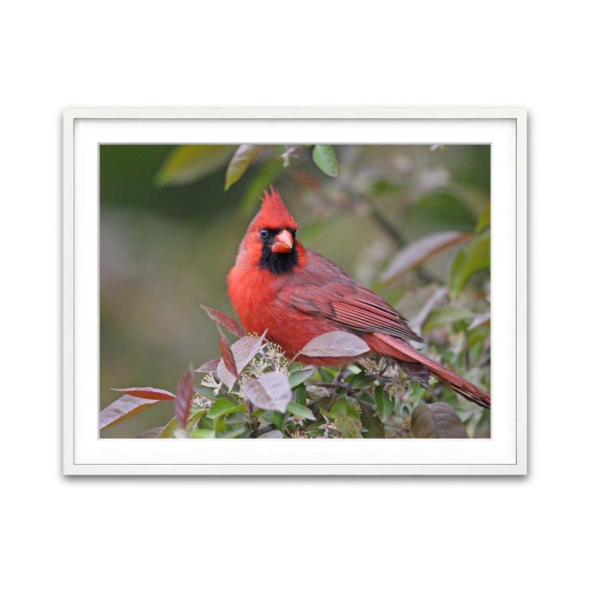 Framed Print 4x3 White