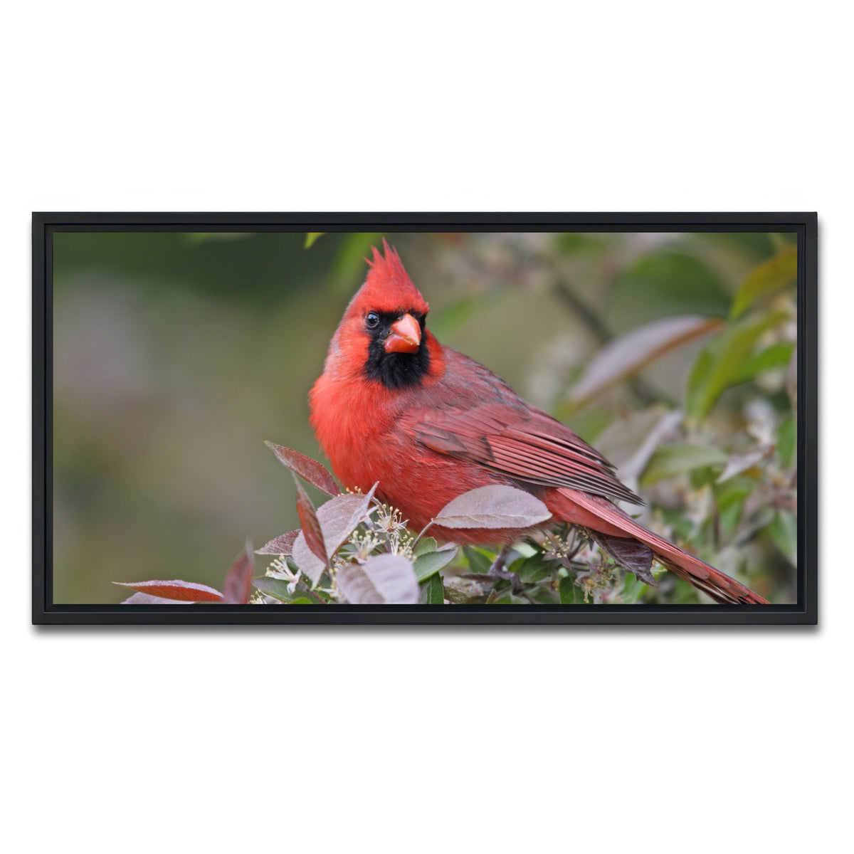 AUTO-MOCKUP WHITE | Cardinal Perched | 1 Piece | Black Framed Canvas | group=2x1