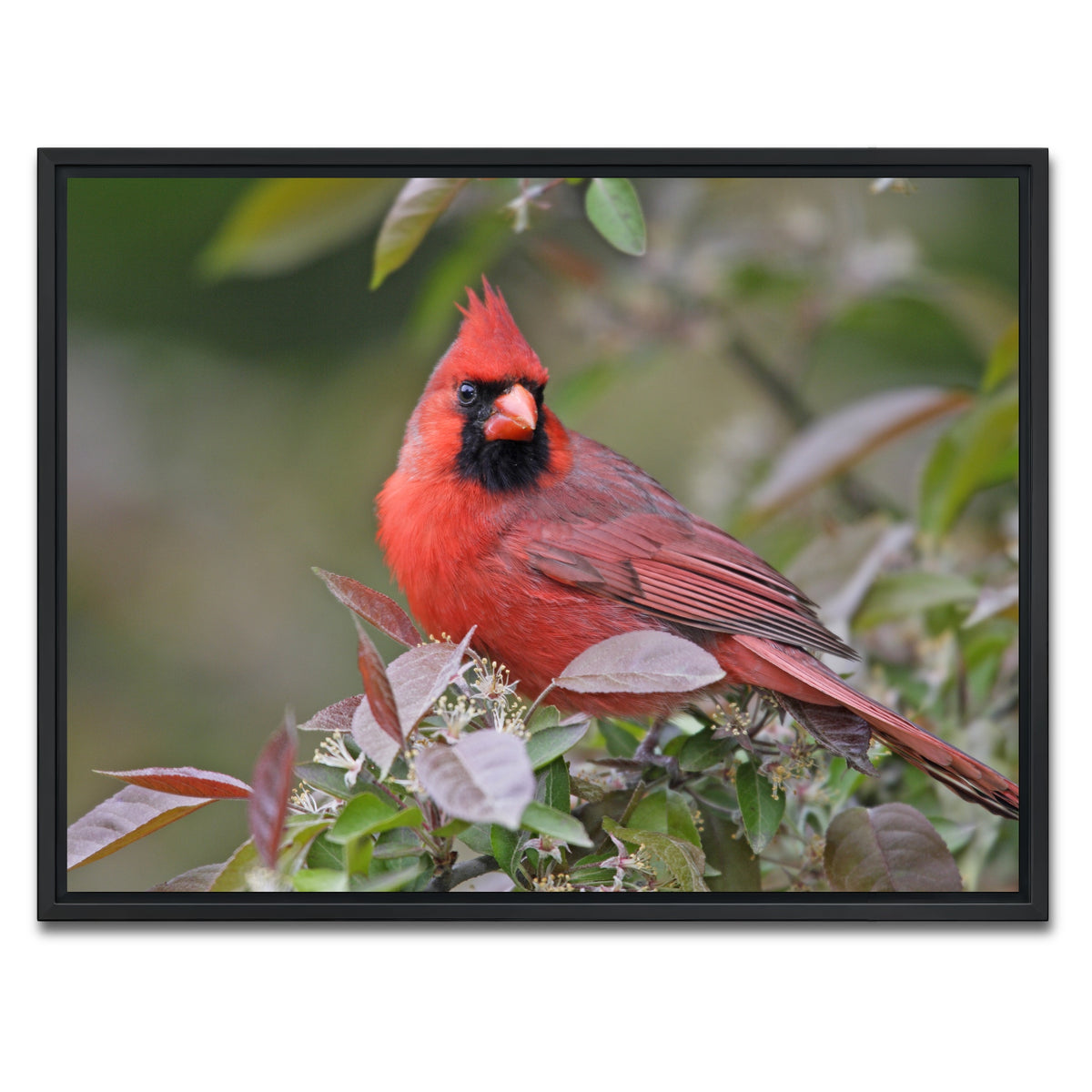 AUTO-MOCKUP WHITE | Cardinal Perched | 1 Piece | Black Framed Canvas | group=4x3
