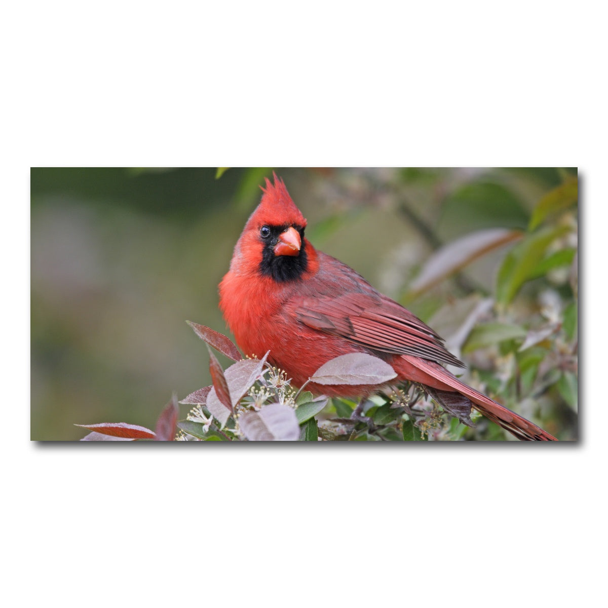 AUTO-MOCKUP WHITE | Cardinal Perched | 1 Piece | Gallery Wrap Canvas | group=2x1