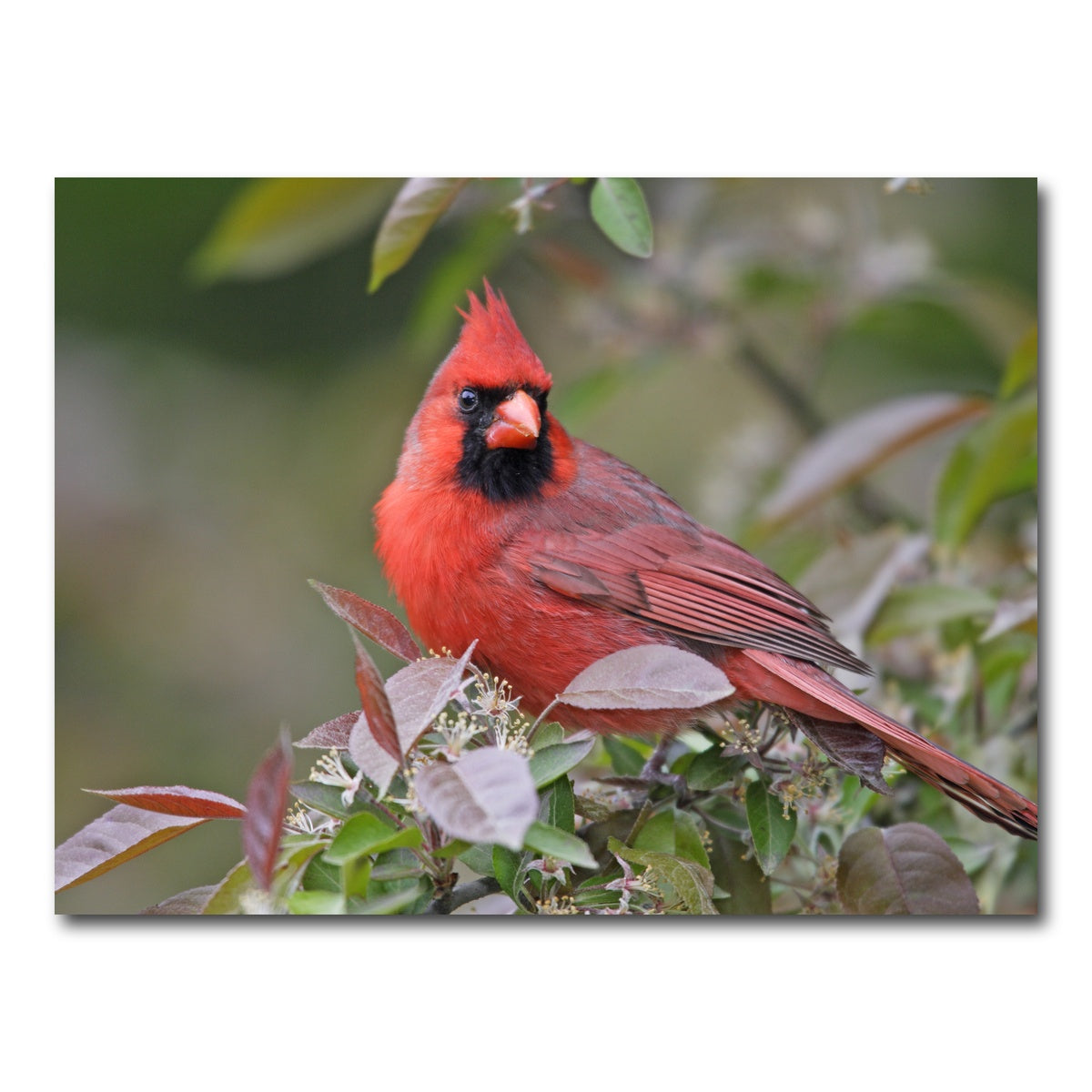 AUTO-MOCKUP WHITE | Cardinal Perched | 1 Piece | Gallery Wrap Canvas | group=4x3