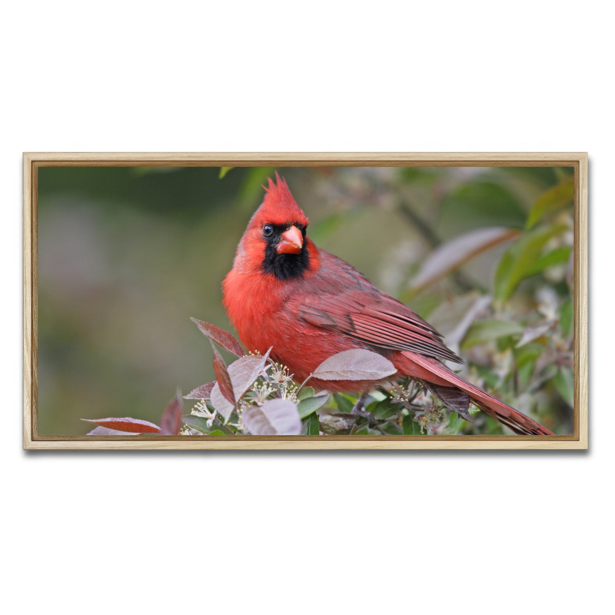AUTO-MOCKUP WHITE | Cardinal Perched | 1 Piece | Natural Framed Canvas | group=2x1