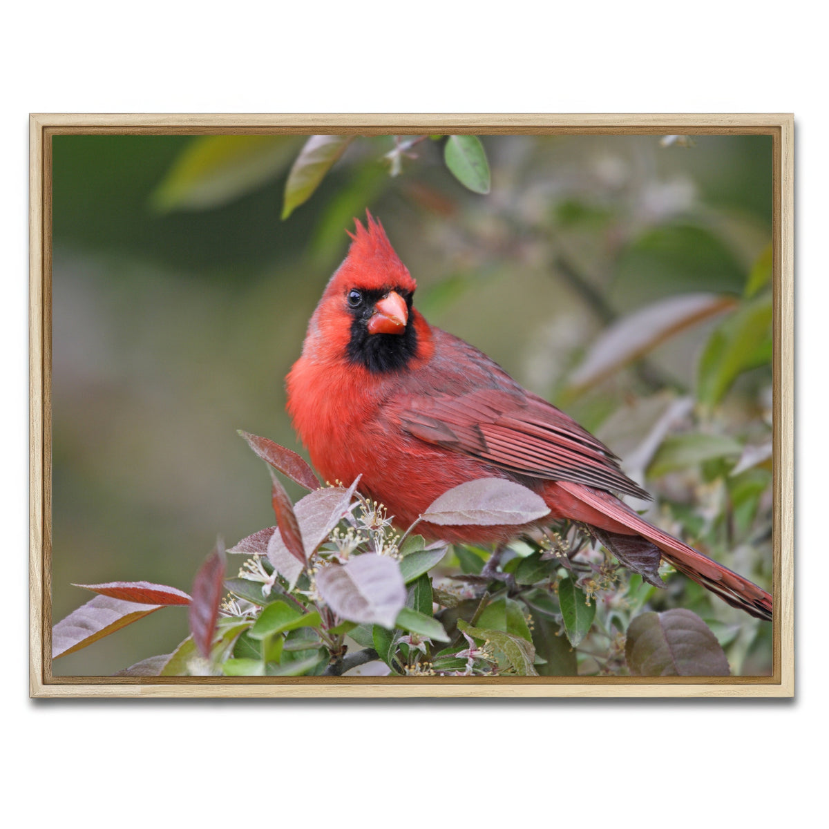 AUTO-MOCKUP WHITE | Cardinal Perched | 1 Piece | Natural Framed Canvas | group=4x3