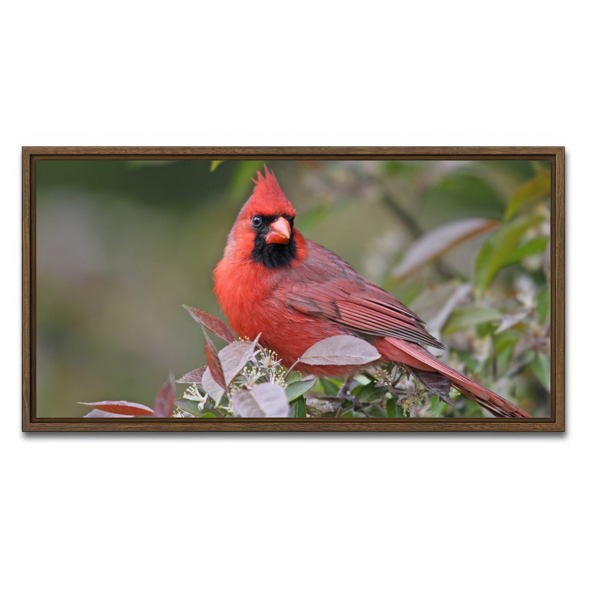 AUTO-MOCKUP WHITE | Cardinal Perched | 1 Piece | Walnut Framed Canvas | group=2x1
