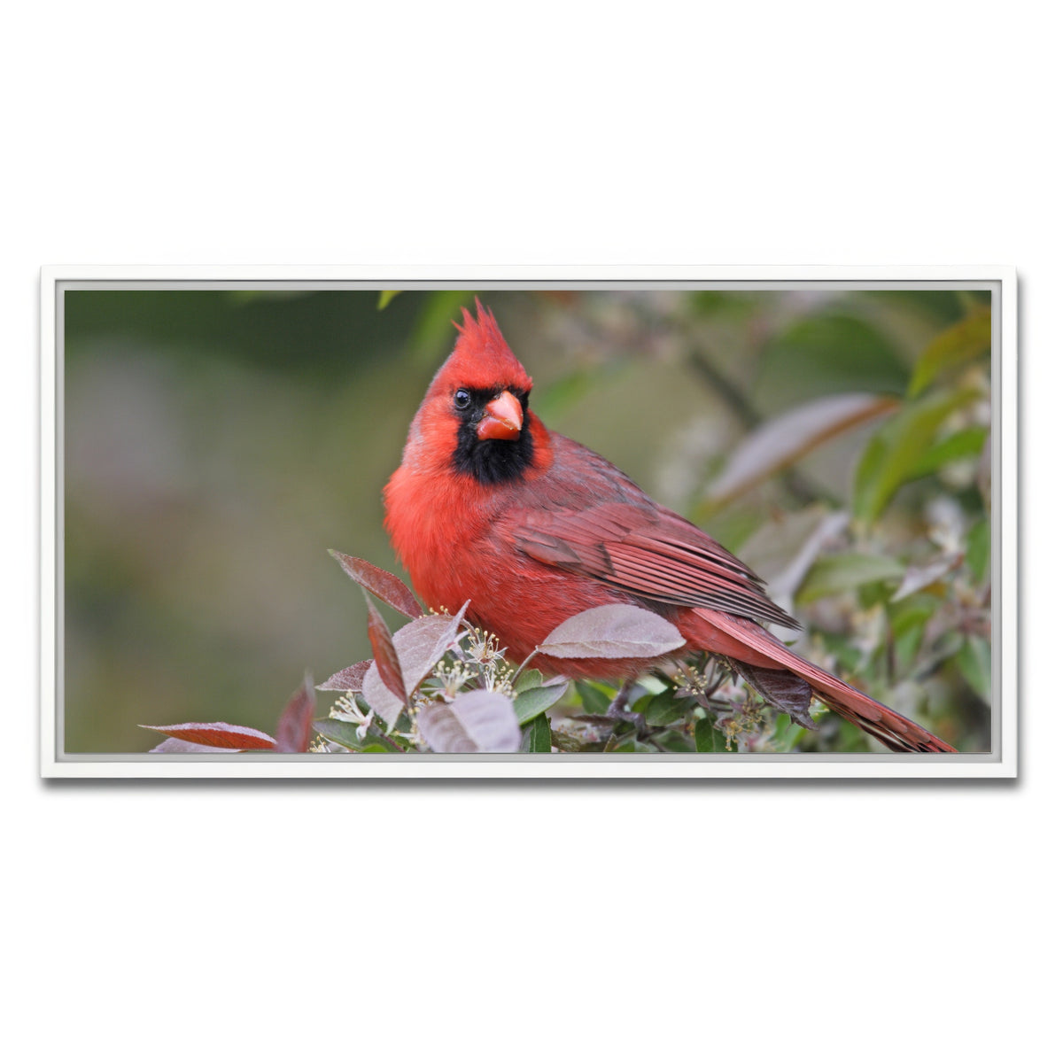 AUTO-MOCKUP WHITE | Cardinal Perched | 1 Piece | White Framed Canvas | group=2x1