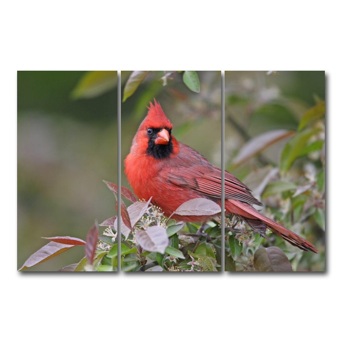 AUTO-MOCKUP WHITE | Cardinal Perched | 3 Piece | Gallery Wrap Canvas | group=12x24
