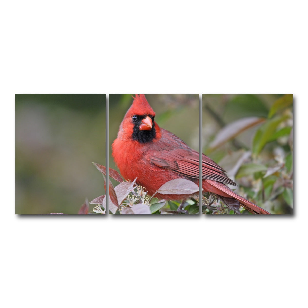 AUTO-MOCKUP WHITE | Cardinal Perched | 3 Piece | Gallery Wrap Canvas | group=18x24