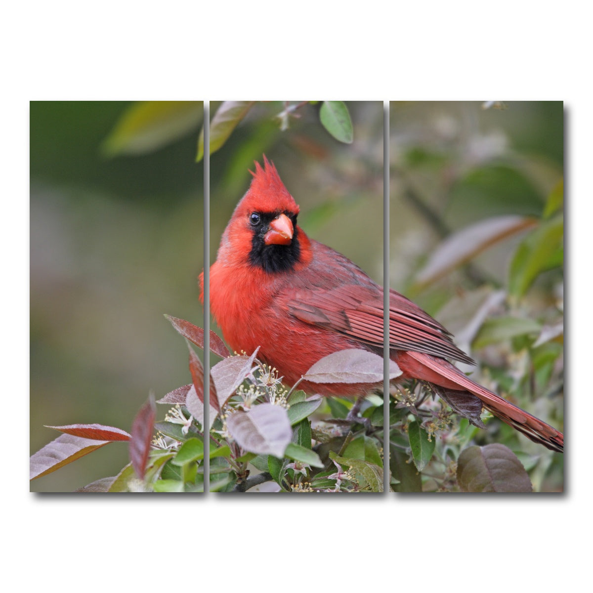 AUTO-MOCKUP WHITE | Cardinal Perched | 3 Piece | Gallery Wrap Canvas | group=8x18