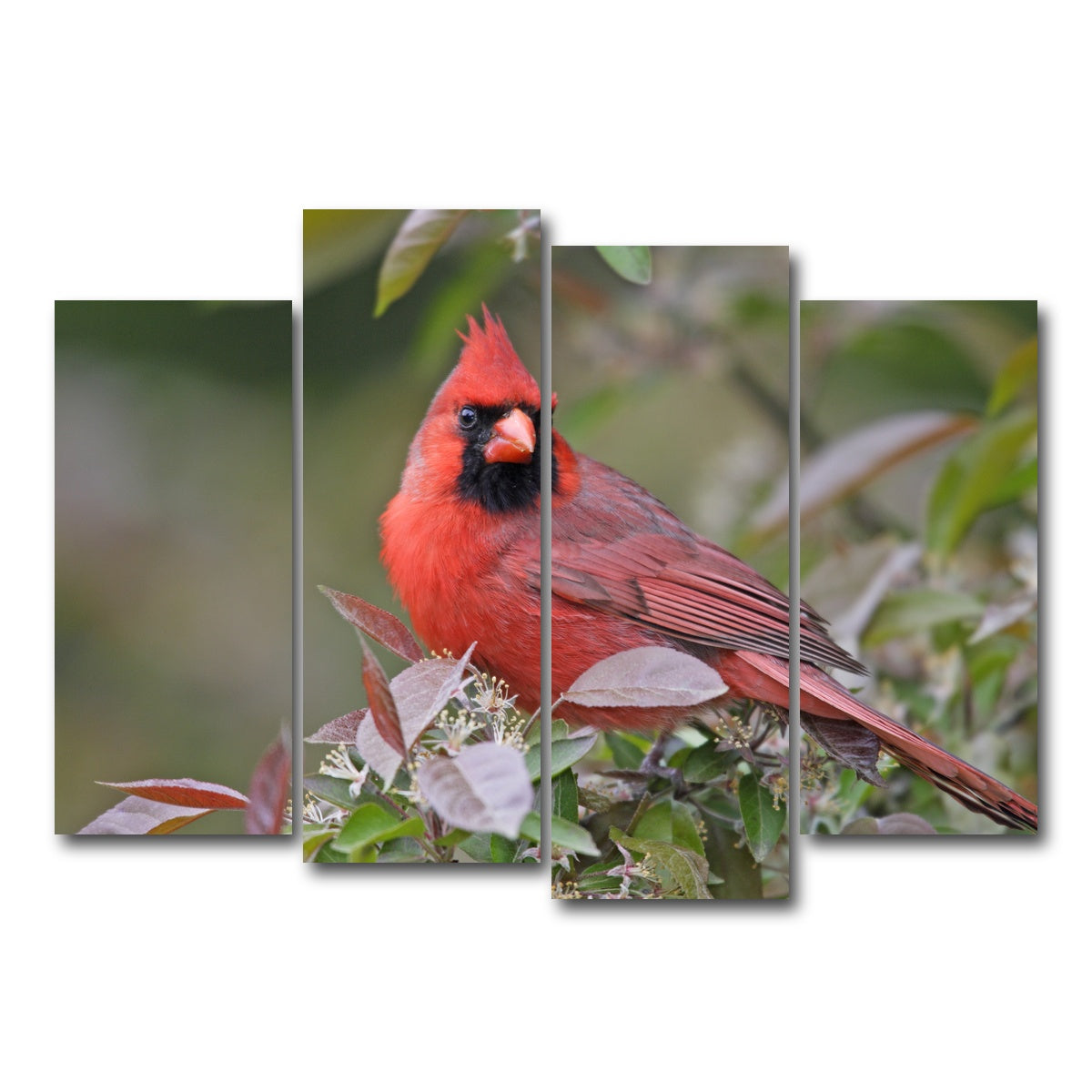 AUTO-MOCKUP WHITE | Cardinal Perched | 4 Piece | Gallery Wrap Canvas | group=4_normal