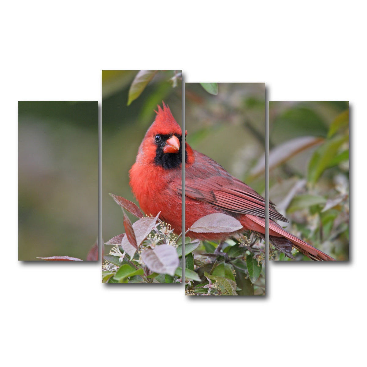 AUTO-MOCKUP WHITE | Cardinal Perched | 4 Piece | Gallery Wrap Canvas | group=4_short