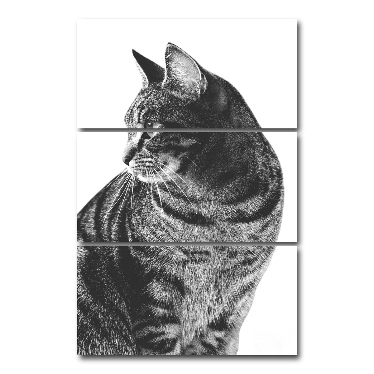 AUTO-MOCKUP WHITE | Cat Glance | 3 Piece | Gallery Wrap Canvas | group=12x24_stacked