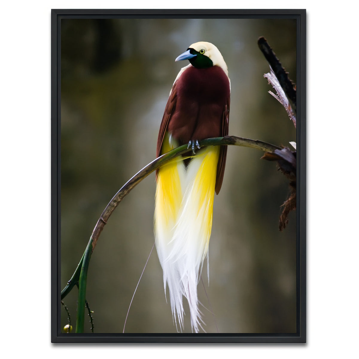 AUTO-MOCKUP WHITE | Cenderawasih | 1 Piece | Black Framed Canvas | group=3x4