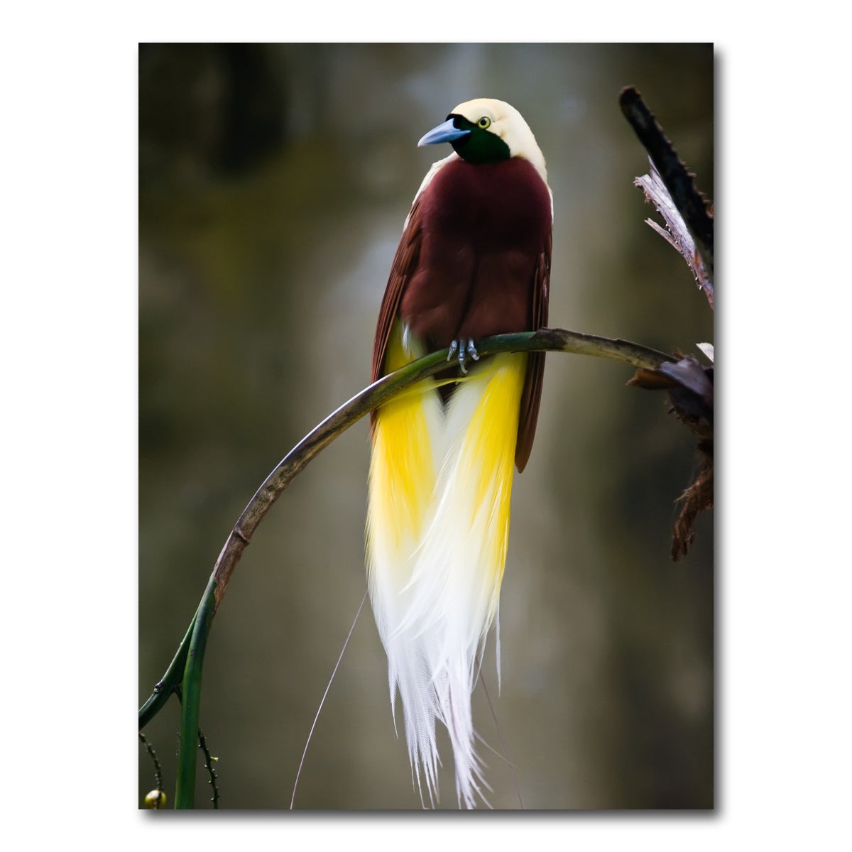 AUTO-MOCKUP WHITE | Cenderawasih | 1 Piece | Gallery Wrap Canvas | group=3x4