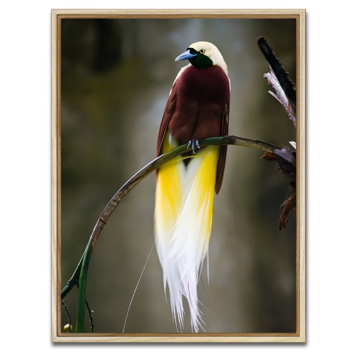 AUTO-MOCKUP WHITE | Cenderawasih | 1 Piece | Natural Framed Canvas | group=3x4