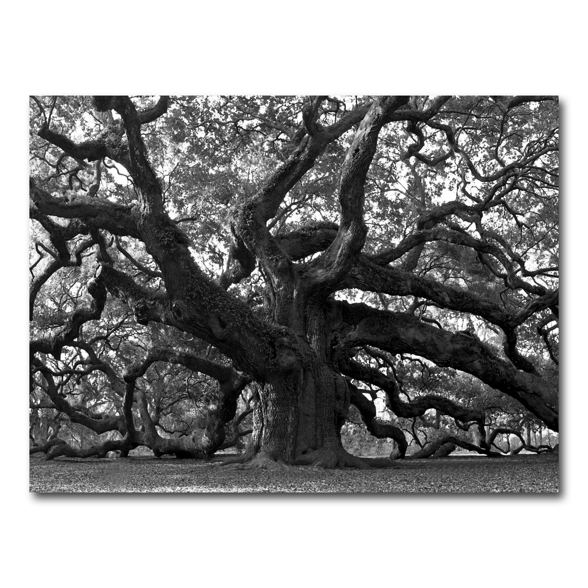 AUTO-MOCKUP WHITE | Charleston angel oak grayscale | 1 Piece | Gallery Wrapped | group=4x3