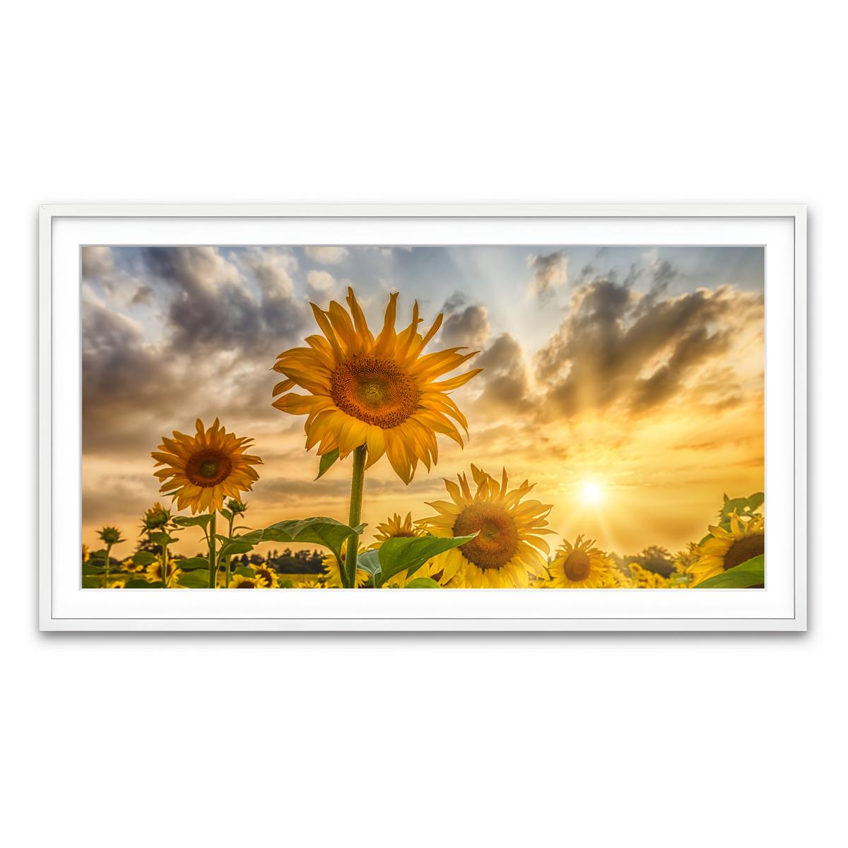 Framed Print 2x1 White