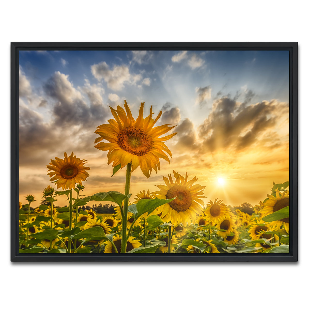 AUTO-MOCKUP WHITE | Charming sunflowers in sunset | 1 Piece | Black Framed Canvas | group=4x3