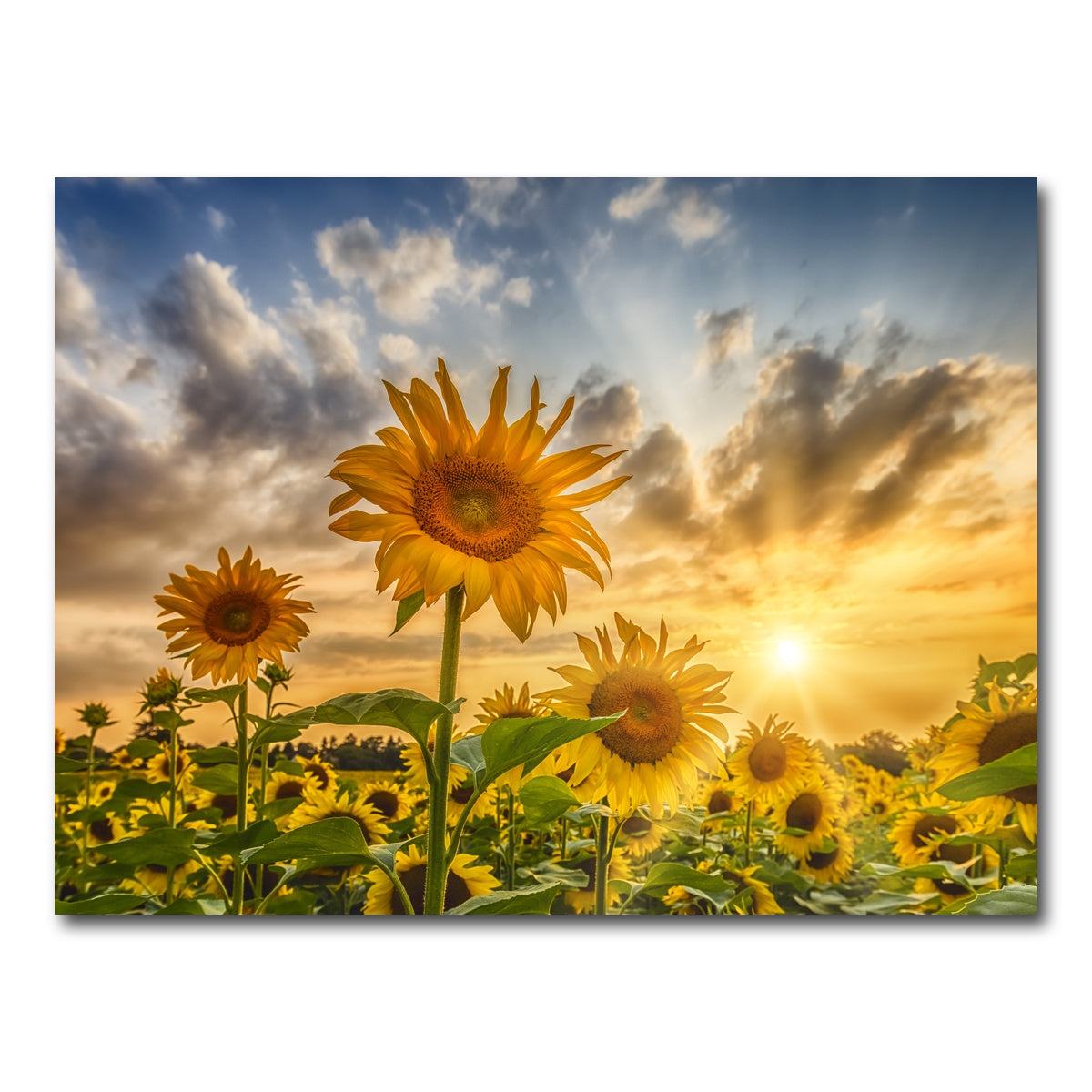 AUTO-MOCKUP WHITE | Charming sunflowers in sunset | 1 Piece | Gallery Wrap Canvas | group=4x3