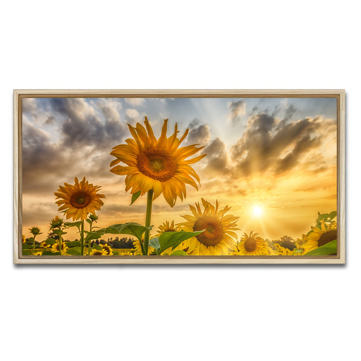 AUTO-MOCKUP WHITE | Charming sunflowers in sunset | 1 Piece | Natural Framed Canvas | group=2x1